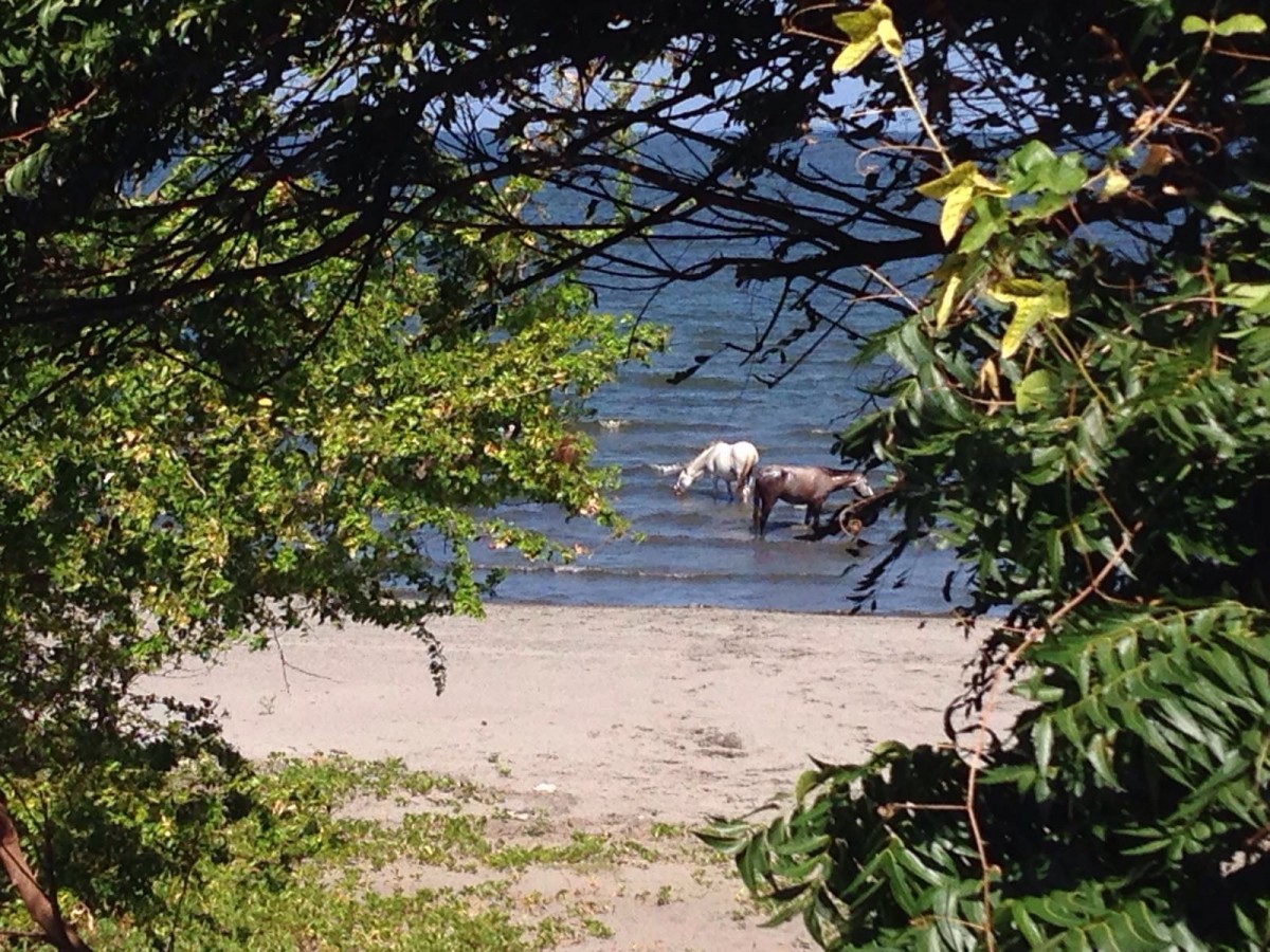 photo 4 Ometepe Island