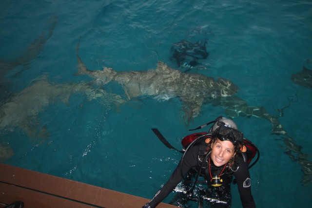 Diving with sharks in the Bahamas. Photo: Tim Taylor