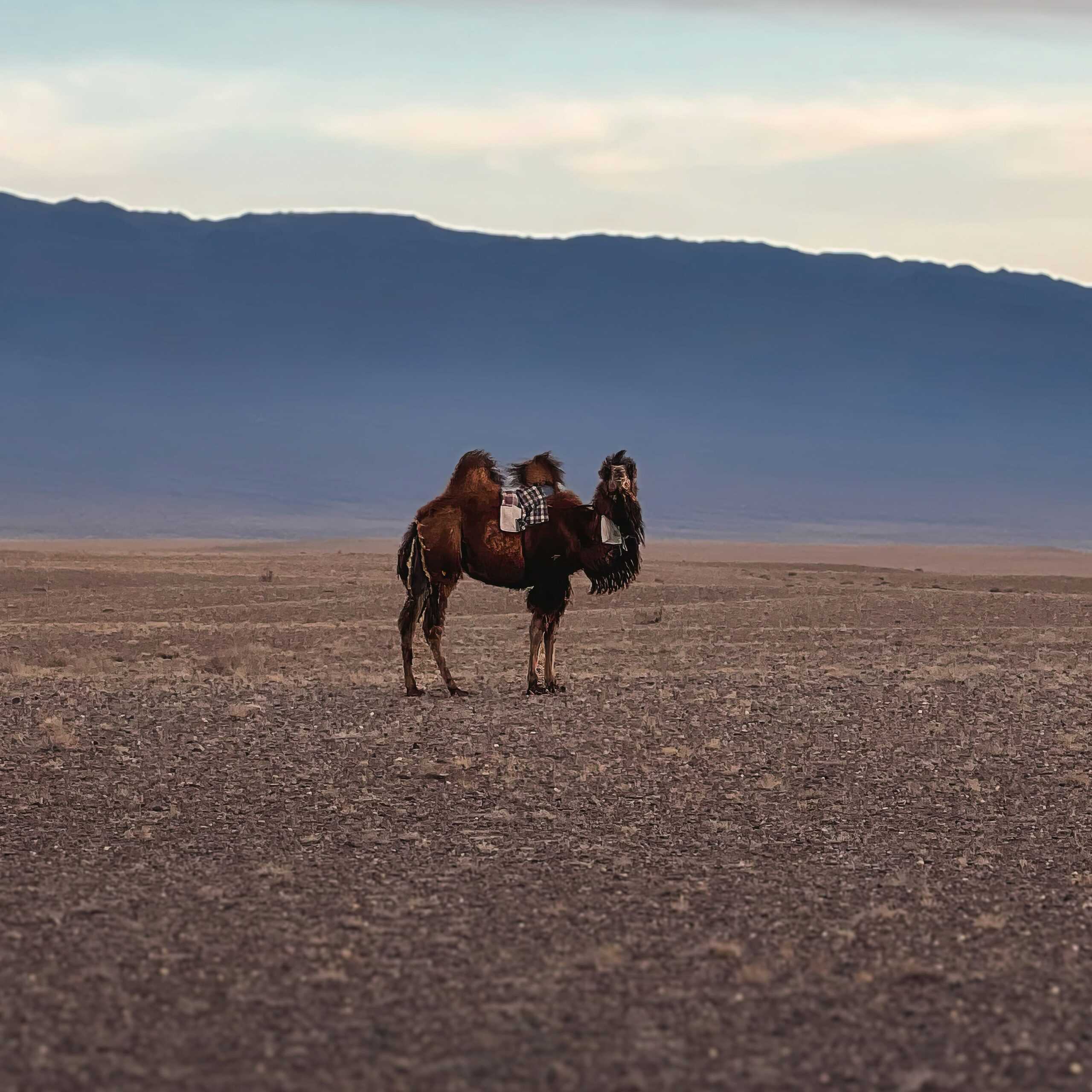 camel 