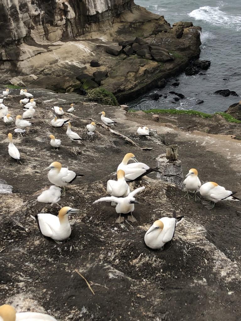 fly or die The world famous gannets of Muriwai New Zealand Kim Wright battleface