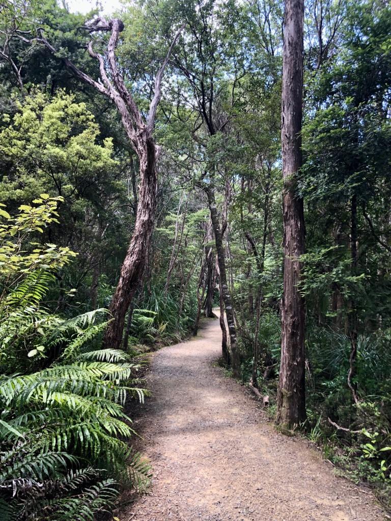 pic 4 Aio Wira is set in the peace and beauty of the Waitakere Ranges