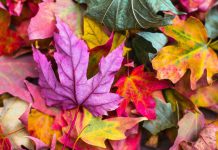 leaf Autumn destinations 2023 Laura Wallwork battleface.com