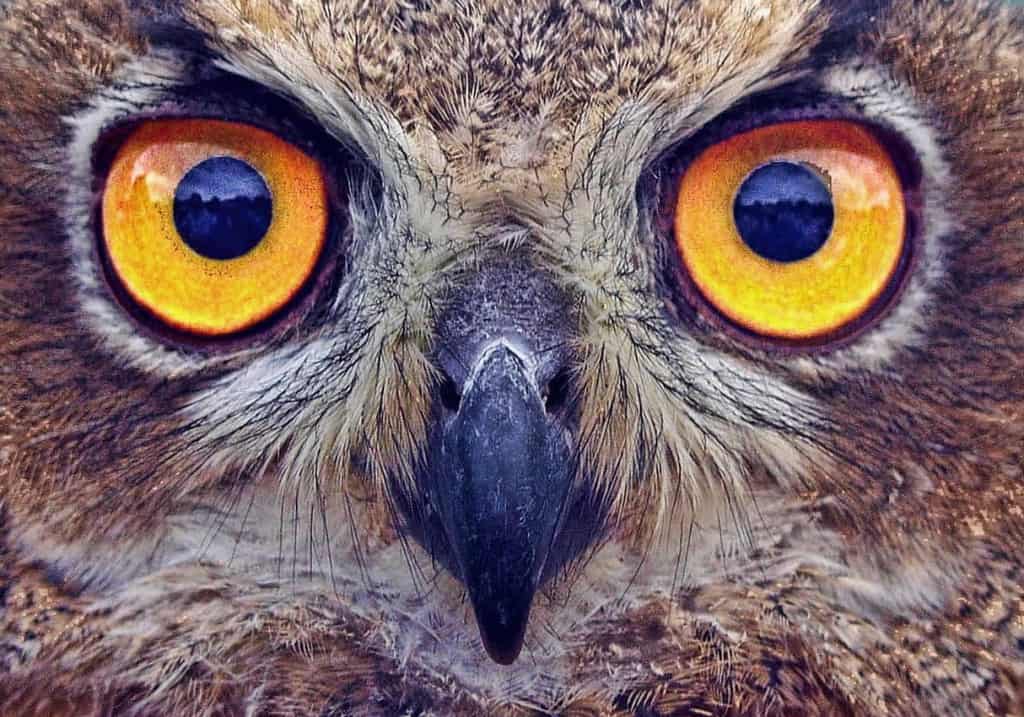 owl 6 Canadian eco-conscious tour companies battleface insights battleface.com