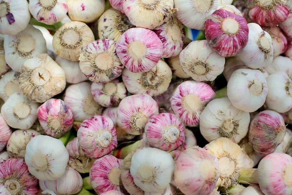 garlic Italy eats — 20 iconic regional dishes Laura Wallwork battleface.com