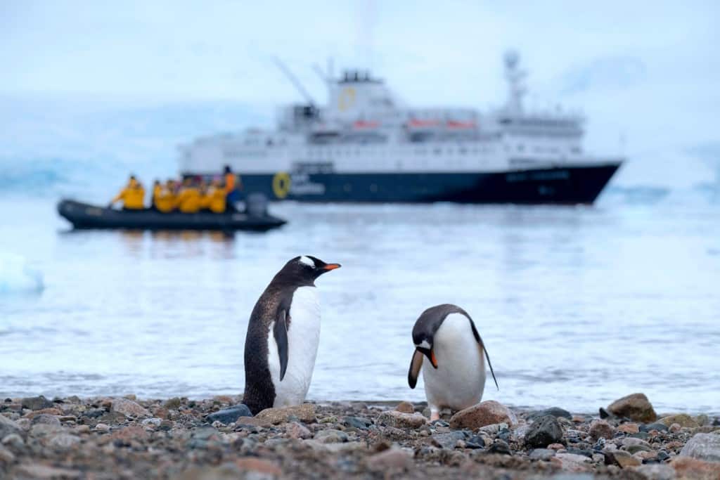 penguin Wildlife cruises Laura Wallwork battleface.com