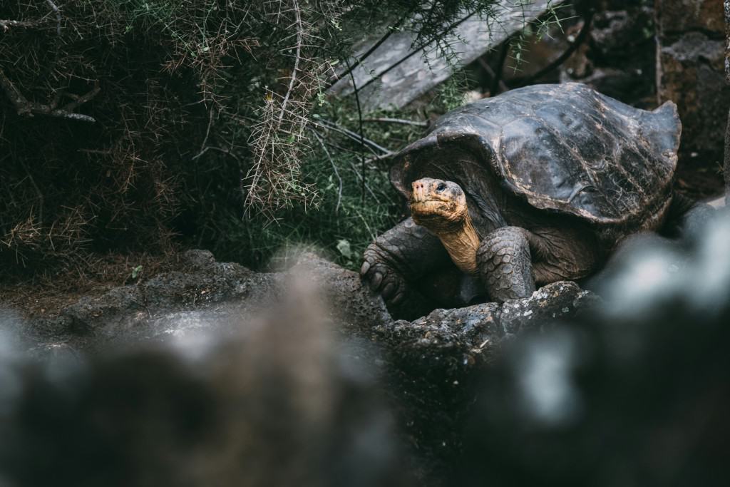 tortoise Wildlife cruises Laura Wallwork battleface.com