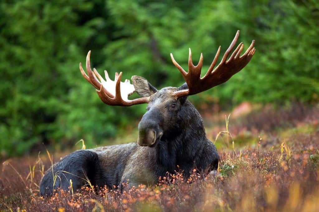 moose Top ten places to explore in 2024 Laura Wallwork battleface.com