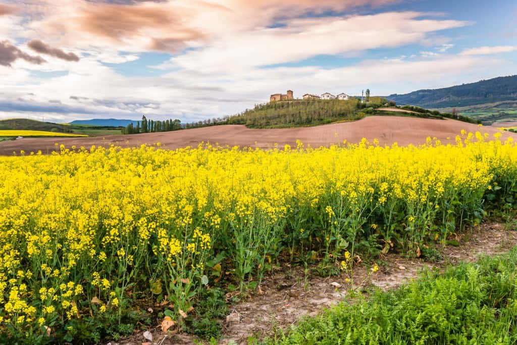 yellow Treading the edge: my trek along the Camino de Santiago battleface insights battleface.com