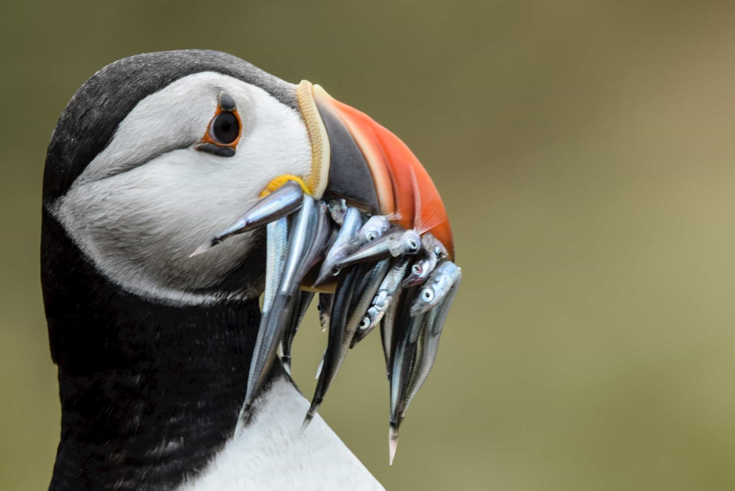 puffin Seriously good: the Scilly Isles Laura Wallwork battleface.com