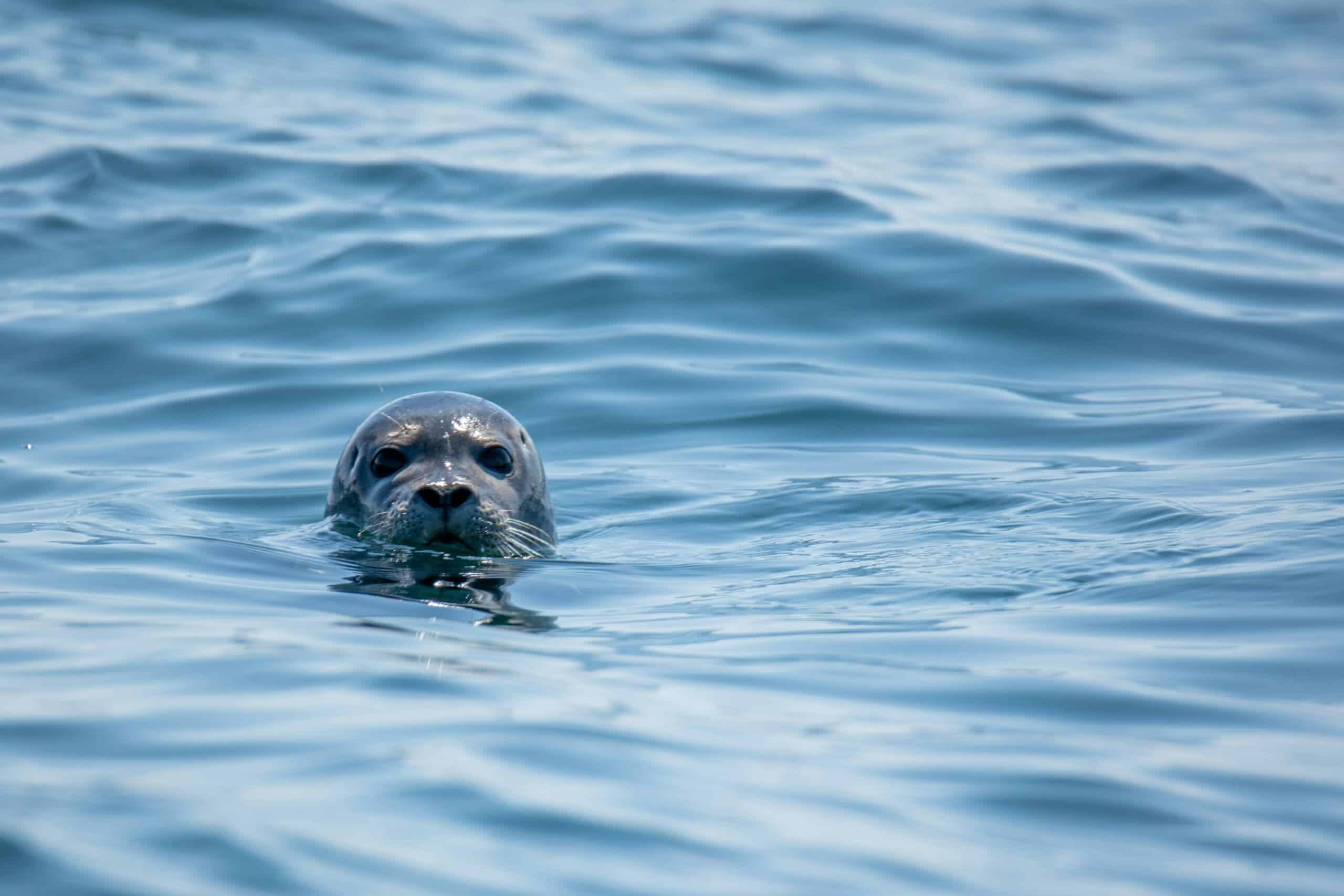seal Seriously good: the Scilly Isles Laura Wallwork battleface.com