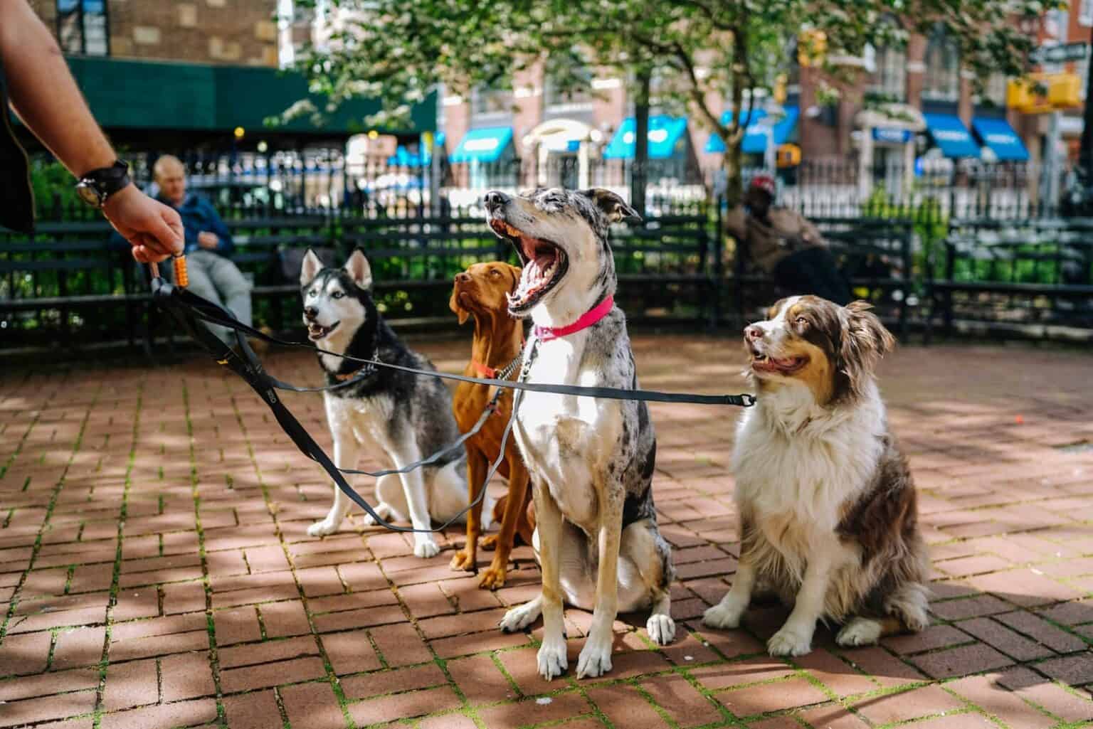 park dog Wander your way around the world with work exchange Laura Wallwork battleface.com