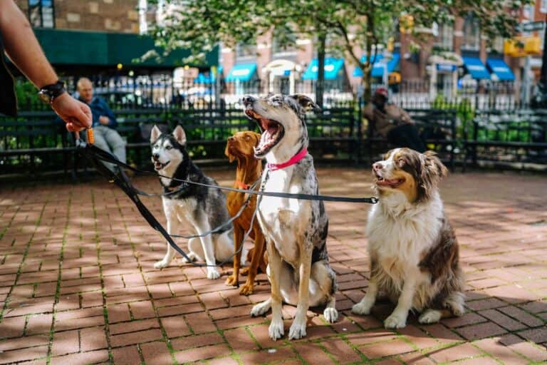 park dog Wander your way around the world with work exchange Laura Wallwork battleface.com