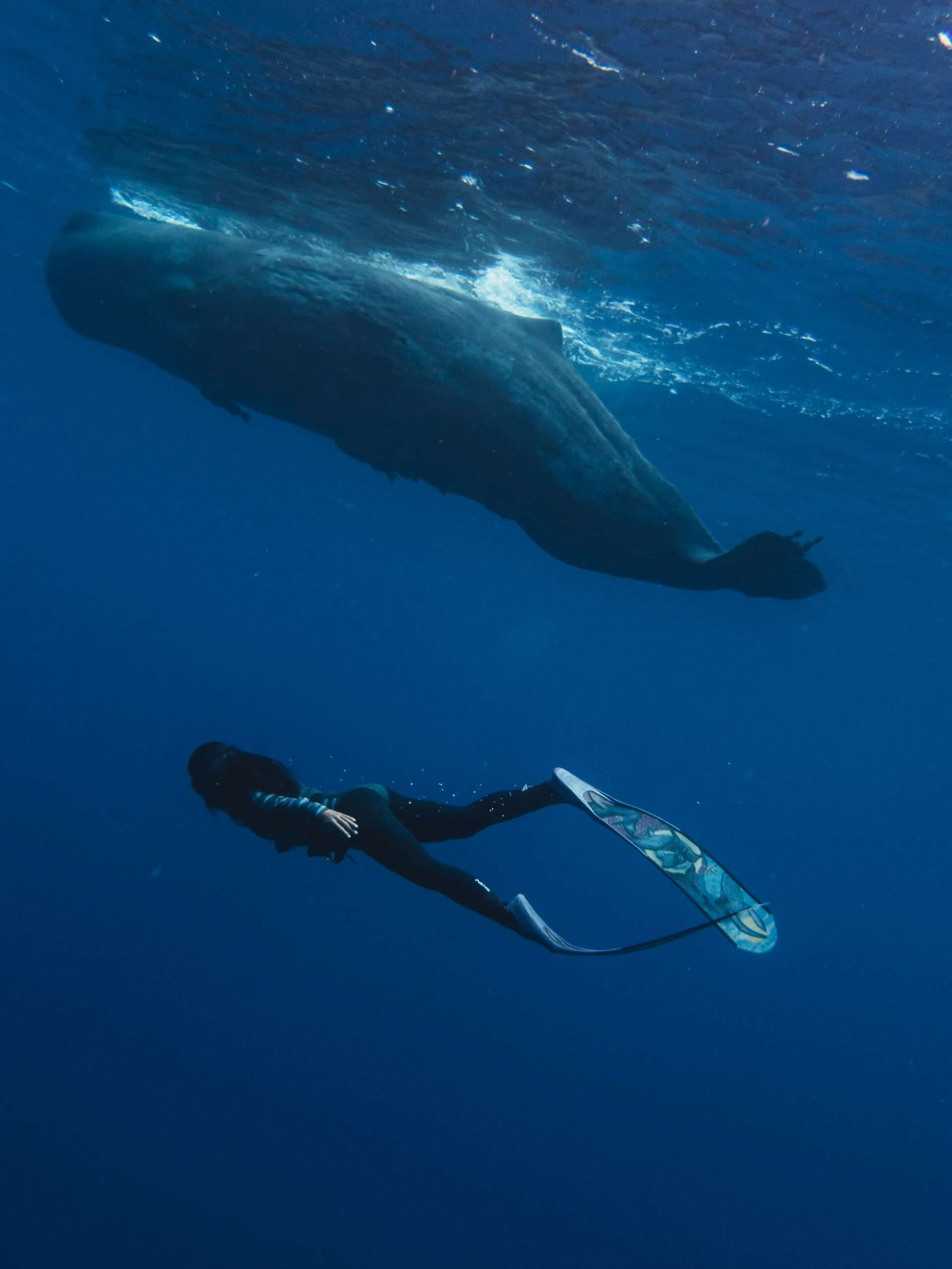 whale Delicious Mauritius Kim Wright battleface.com